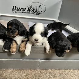 Golden Aussiedoodle and Goldendoodle Puppies from Wild Rose Tiny Poodles & Doodles