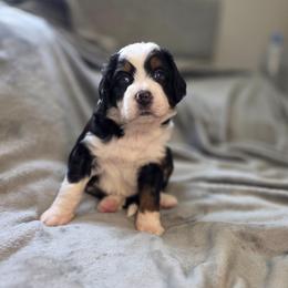 Waffle - Tri-color male Bernedoodle puppy in Mc Gaheysville, Virginia from Doting Doodles