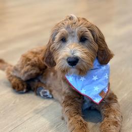 Crosby - Red  male Goldendoodle puppy in Farmington, Utah from Proudfootdoodles