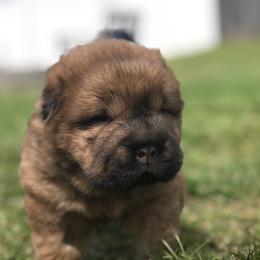 Chinese Shar-Pei Puppies from HapPei House of Wrinkles