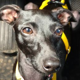 Zana - Italian Greyhound