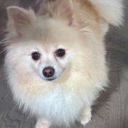 Pepper - Cream female Pomeranian puppy in New Lenox, Illinois from Illinois Poms