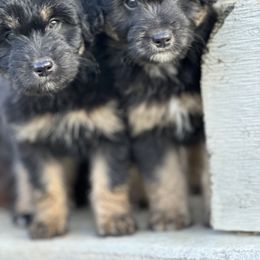 Aussiedoodle and Labradoodle Puppies from McDoodles of Texas