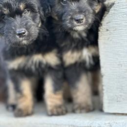Aussiedoodle and Labradoodle Puppies from McDoodles of Texas