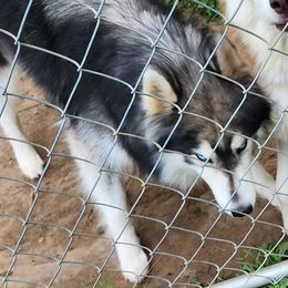 Remi - Siberian Husky