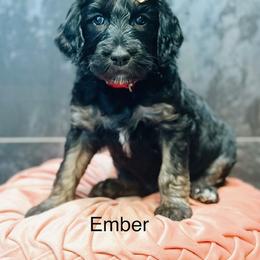 Ember - Phantom female Goldendoodle puppy in Pasco, Washington from Camp Doodle Woods