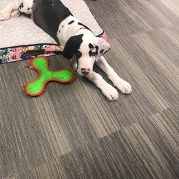 Great Dane Puppies from Gentle Giants of Tennessee Great Danes