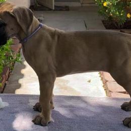 Great Dane Puppies from Mo'Danes
