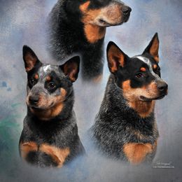 Australian Cattle Dog Puppies from Three Oaks Australian Cattledogs