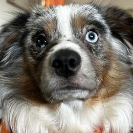 Jazzy - Miniature Australian Shepherd