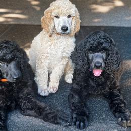 Poodle Puppies from GYCAM STANDARD POODLE