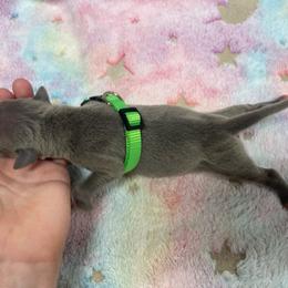 Carlo - Blue male Italian Greyhound puppy in Lancaster, Missouri from White Stone Ranch