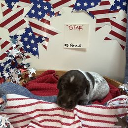 Star - Liver roan female German Shorthaired Pointer puppy in Mineral, Virginia from Blue Kai Kennels