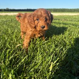 Ryder - Apricot male Goldendoodle puppy in Wever, Iowa from JK Royal Lines