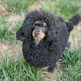 Boris - Poodle