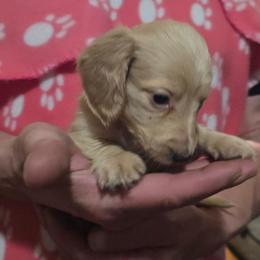 Sapphire's tiny cream girl - Cream female Dachshund puppy in Lyle, Washington from Wines Wienery
