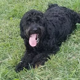 Starr - Goldendoodle