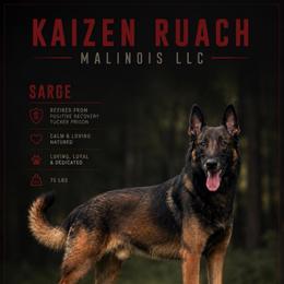 Jack - Belgian Malinois