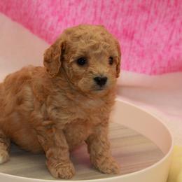 Australian Shepherd, Goldendoodle, and Poodle Puppies from 5AFarms