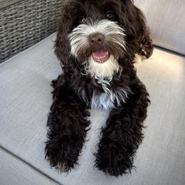 Australian Labradoodle Puppies from Napa Valley Australian Labradoodles