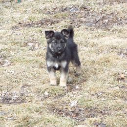 German Shepherd Puppies from Von Prinz German Shepherds