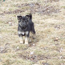 German Shepherd Puppies from Von Prinz German Shepherds