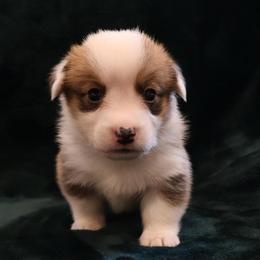 Canoodle - Sable male Pembroke Welsh Corgi puppy in Arcanum, Ohio from Weissway Corgis