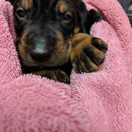Black and Tan Coonhound and Bracco Italiano Puppies from Old Soul Black & Tan Coonhounds