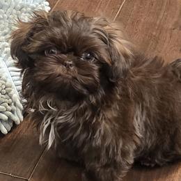 Winston - Shih Tzu
