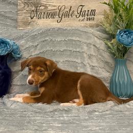 Rusty - White and red male Border Collie puppy in Moody, Texas from Narrow Gate Farm