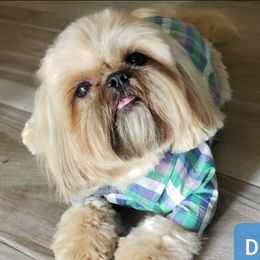 Bop - Shih Tzu