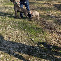 Kaiser - Weimaraner