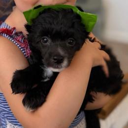 Dahlia - Black and white female Chinese Crested puppy in Sweet Home, Oregon from Rhapsody Poodles & Cresteds
