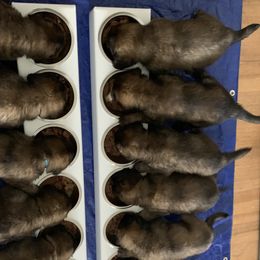 Leonberger Puppies from Yvain Leonbergers, LLC