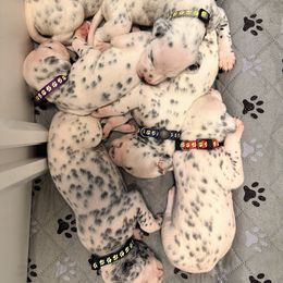 3rd pick male - White and black male Dalmatian puppy in Arlington, Texas from Glasscock Dalmatians