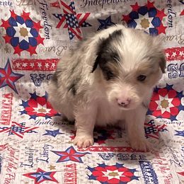 Miniature American Shepherd and Pembroke Welsh Corgi Puppies from Hadley's Hugs