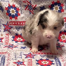 Miniature American Shepherd and Pembroke Welsh Corgi Puppies from Hadley's Hugs