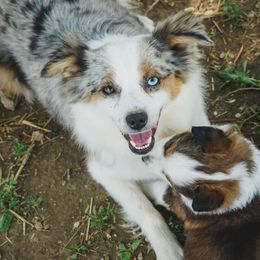Jovi - Miniature Australian Shepherd