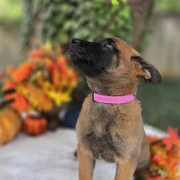 Luna - Mahogany female Belgian Malinois puppy in Conover, North Carolina from Rose Kennels