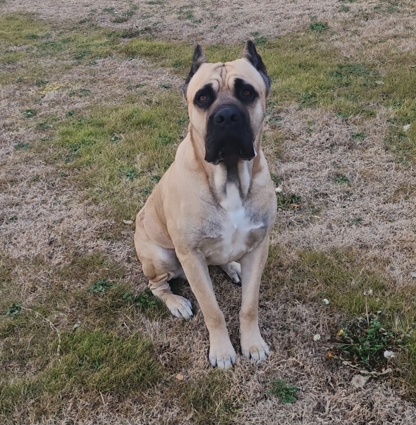 Cane Corso from La Muerte Corso Kennel