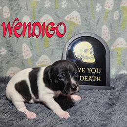 Wendigo - White and black female Rat Terrier puppy in Lynn, Alabama from Cryptic Rat Terriers