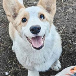 Skye - Cardigan Welsh Corgi