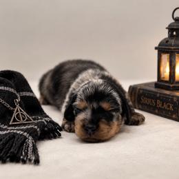 Sirius Black - Dapple male Dachshund puppy in Port Saint Lucie, Florida from ThePuppyVille