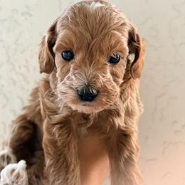 Bernedoodle, Goldendoodle, and Poodle Puppies from Beach Doodles