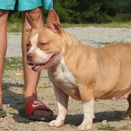 Ticket  - American Bully