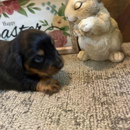 Hank - Black and tan male Dachshund puppy in Keota, Oklahoma from Skyview Doxie Ranch