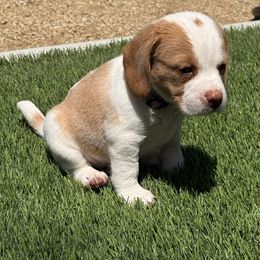 Bailey - Lemon and white female Beagle puppy in Norco, California from Prairie Tail Beagles