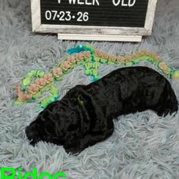 Ridoc - Black male Poodle puppy in Vail, Arizona from Semper Poodelis
