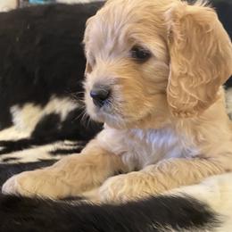 Cavalier King Charles Spaniel and Cavapoo Puppies from Catella Cavaliers and Cavapoos
