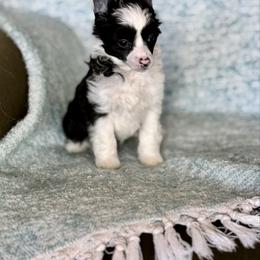 Shrimp - Black and white male Chinese Crested puppy in New Smyrna Beach, Florida from FronkLinn Kennel